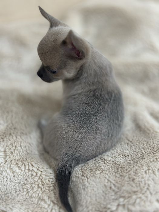 Продается Чихуахуа Мини