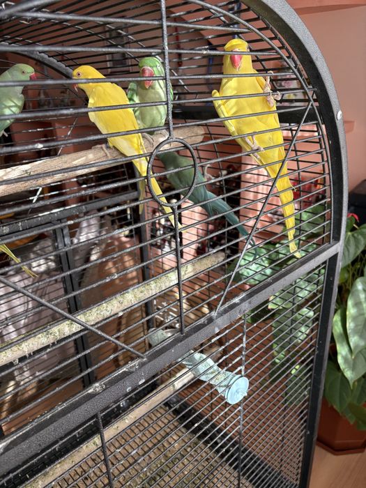 Vand papagali Marele Alexandru si Micul Alexandru