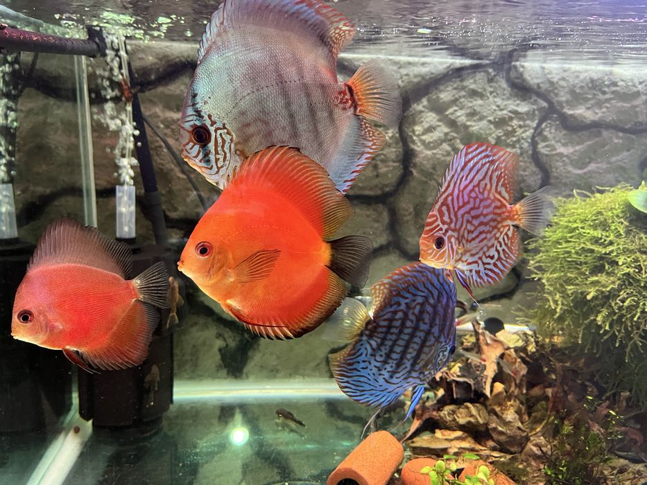 Аквариум 420 литра с метална стойка