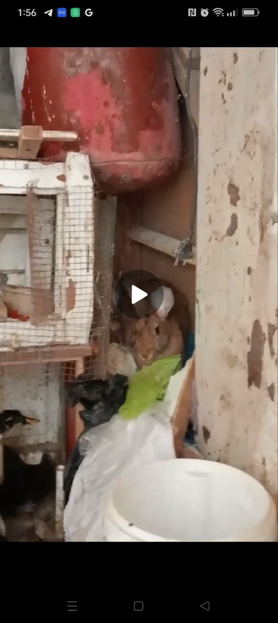 Quyonla sotiladi 3ta 2ta ayol 1ta erka