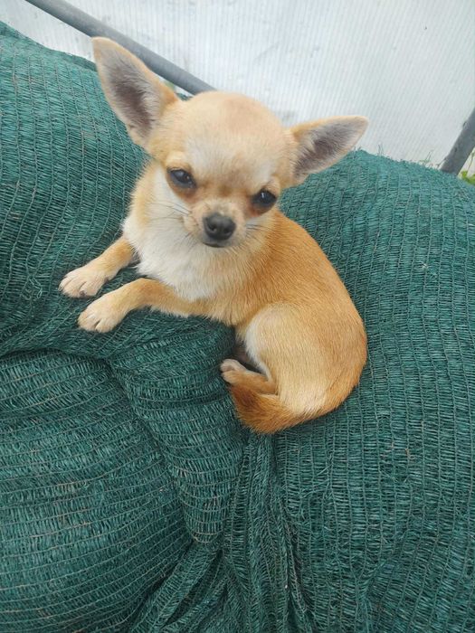 Мини чихуахуа женско