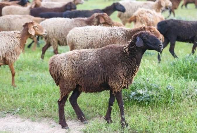 Продам баран породы Байс!