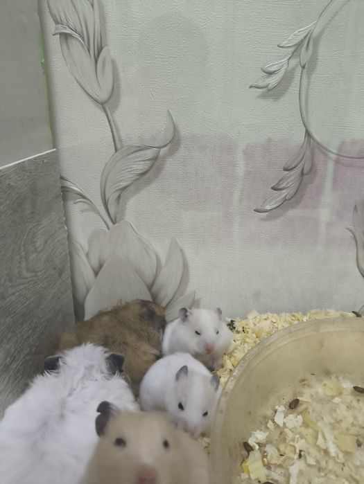 Хомяки 1 и 11 месячные чистые и здоровь от 25000 до 40000е