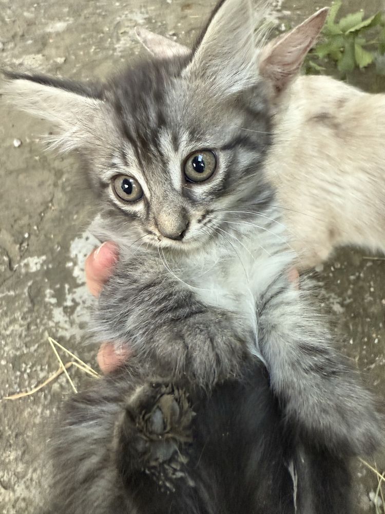 Сиамская кошка и котят