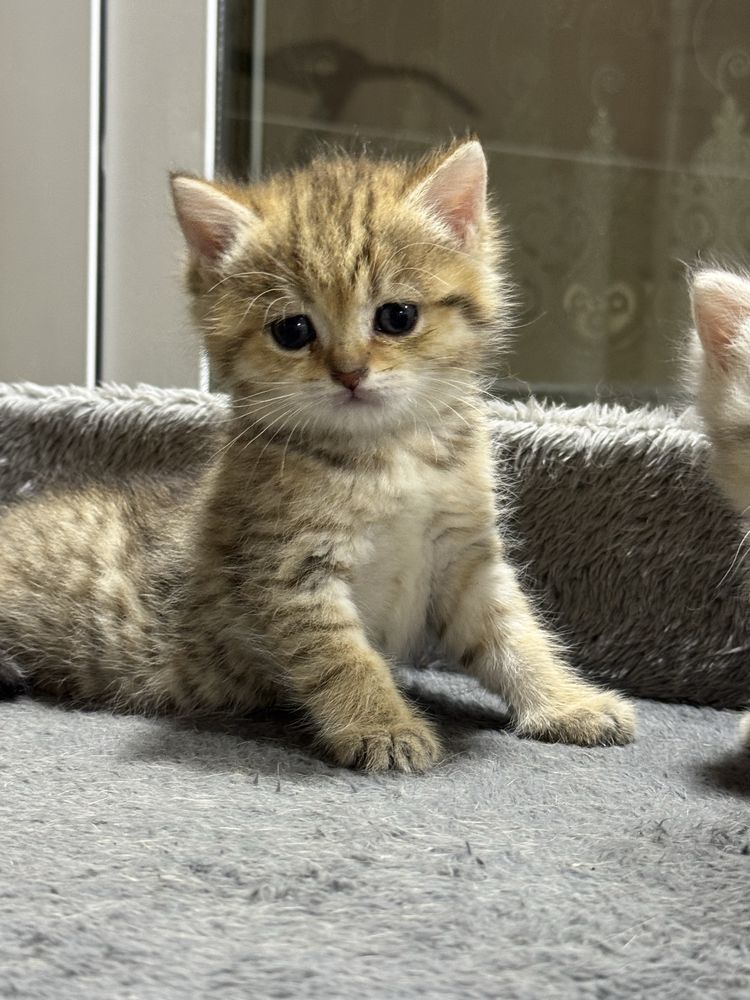 продается котята британская шиншилла