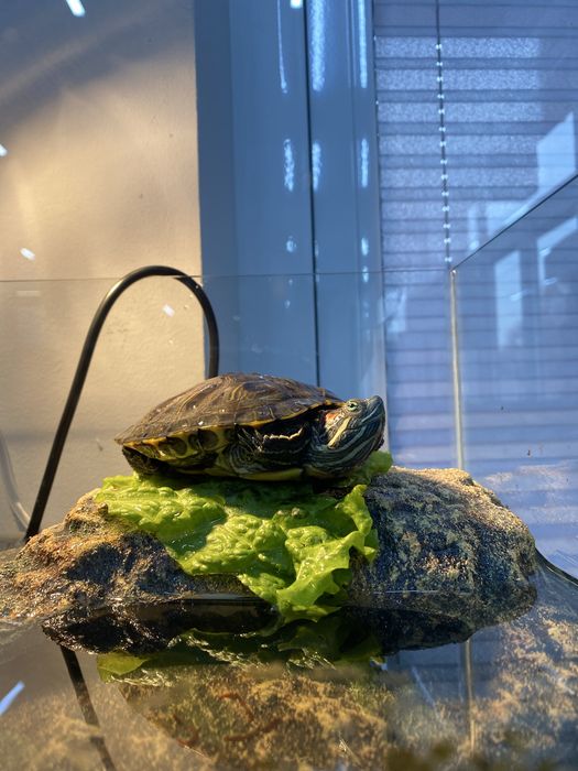 Тошбака Черипаха