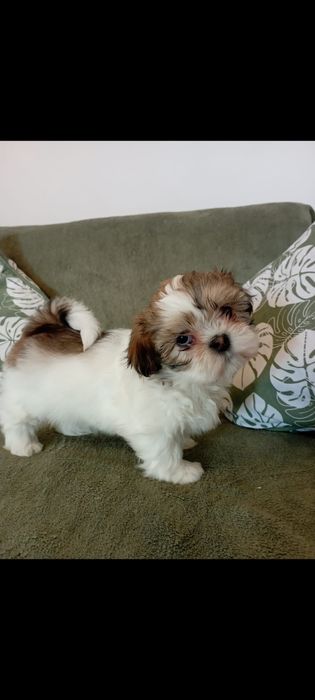 Vând pui shih tzu