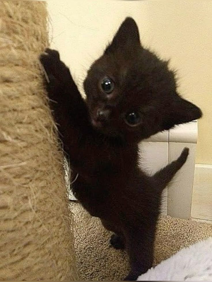 Котенок 2 месяца