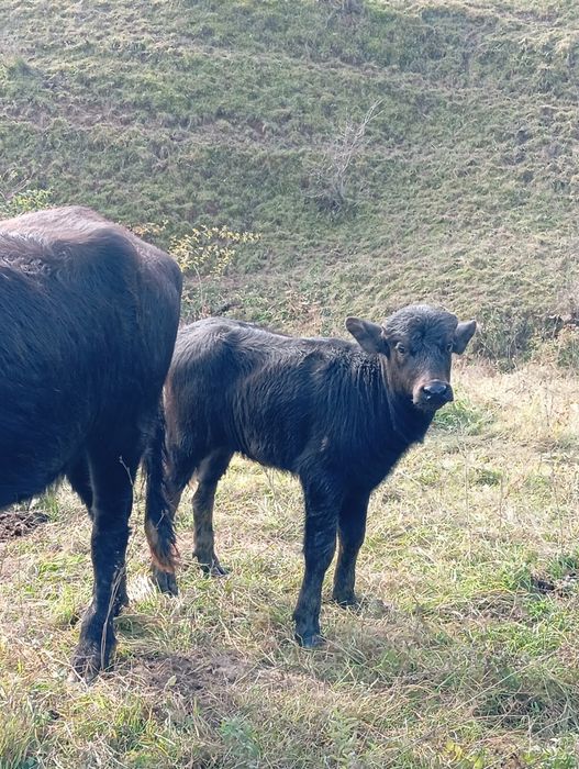 Vand vițel de bivol