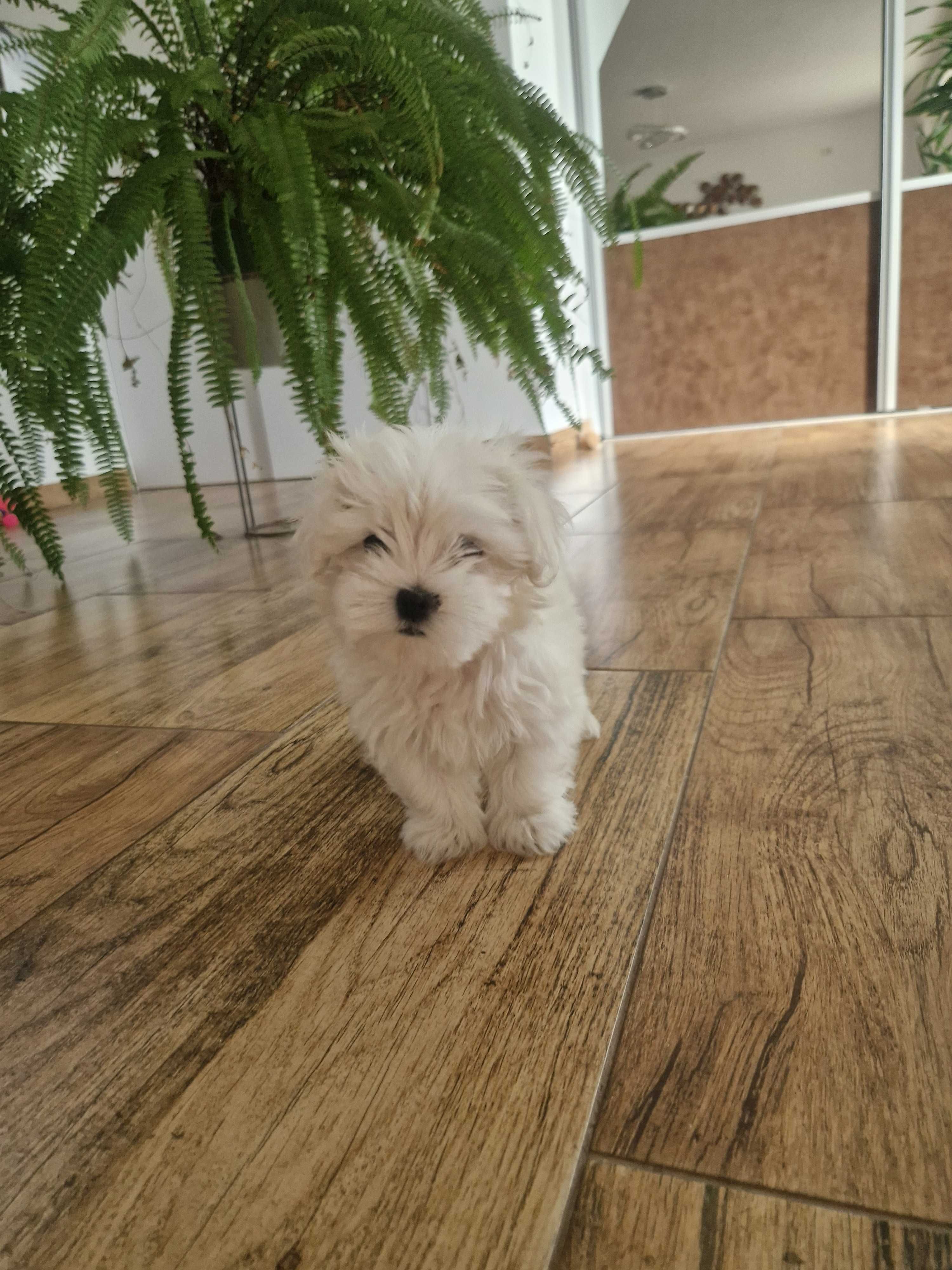 Bichon maltese mini toy