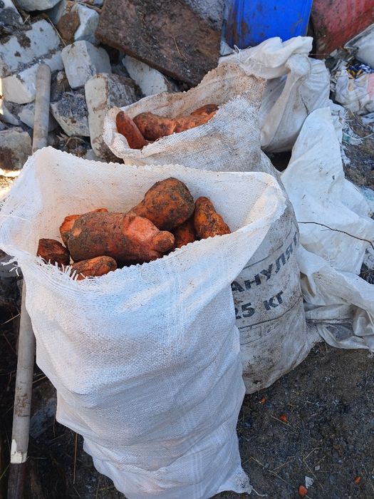 продам кормовую морковку