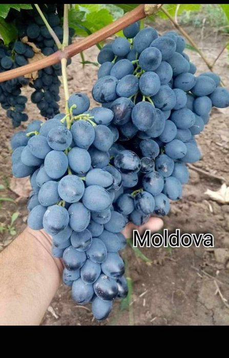 Butasi de vita de vie de anul 3