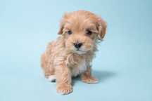 Maltipoo Mini Toy