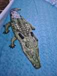 Colac piscina saltea piscina crocodil lungime  180 cm