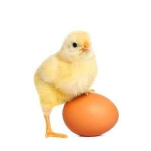 Оплодотворенные куринные яйца на продажу