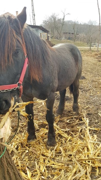 Vând armăsar 4 ani