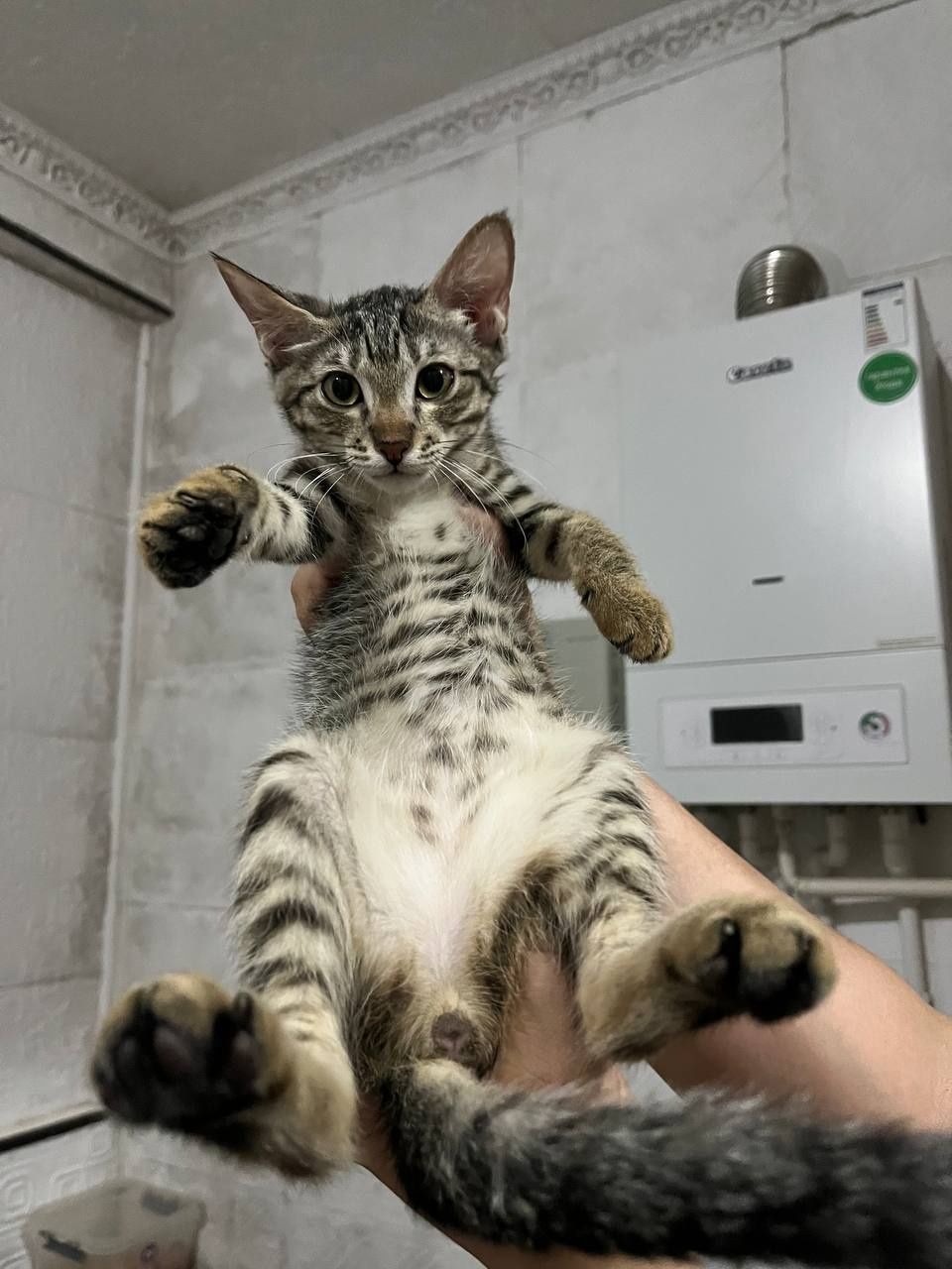 Пристраивается котята.