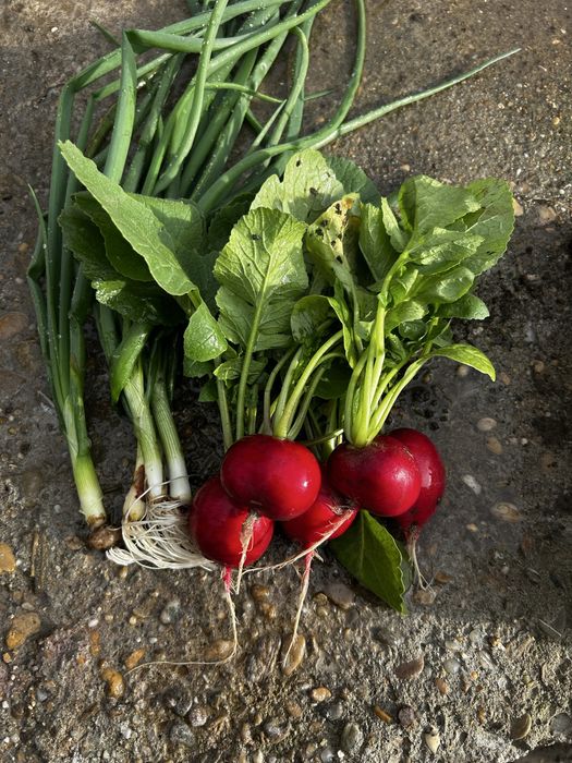 De vazare ceapa verde ridichii praz si patrunjel