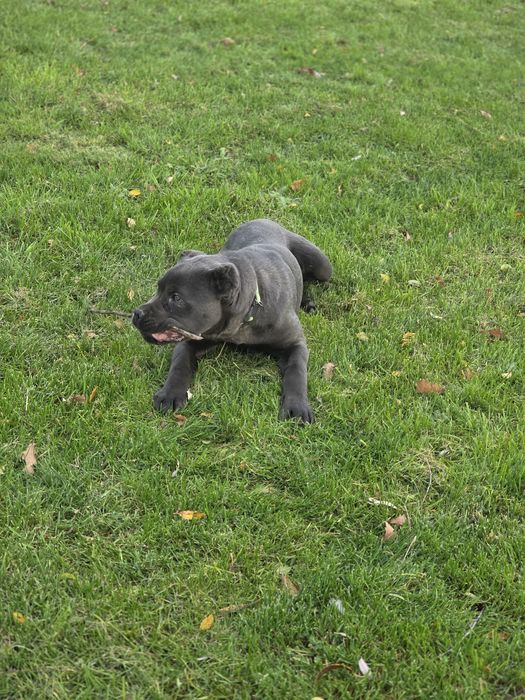 Кане корсо сиво мъжко