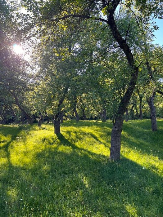 Vand livada cu meri fructiferi - Căsoaia - Araneag - Arad