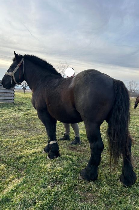 ‼️Manză semigrea de 6 luni ( iapă nu armăsar) foarte blândă 1700€‼️