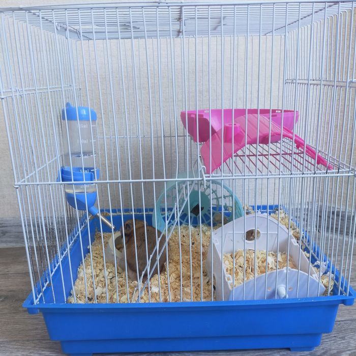 Хомяк сирийские  с клеткой