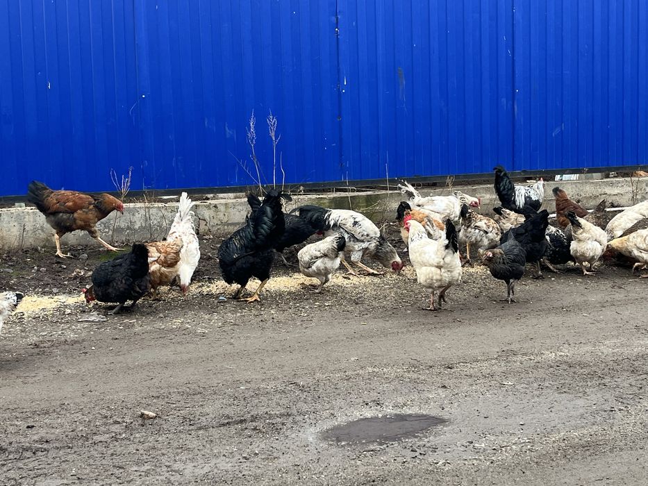 Продаю домашних курей майские этого года