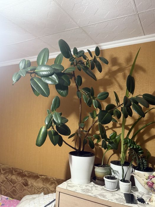 Продам фикус 5 лет.