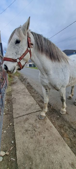 Vand schinb iapa de 6 ani