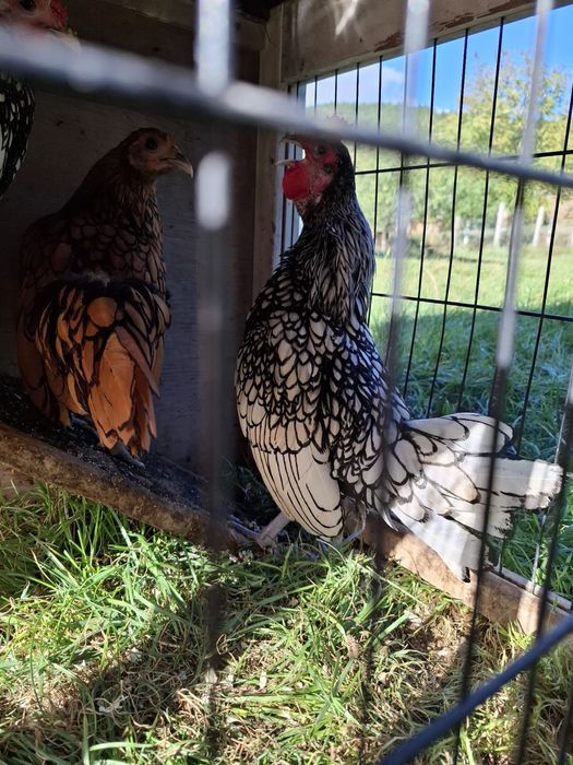 Cocoș Sebright argintiu din Polonia