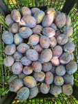 Vând prune  de masă