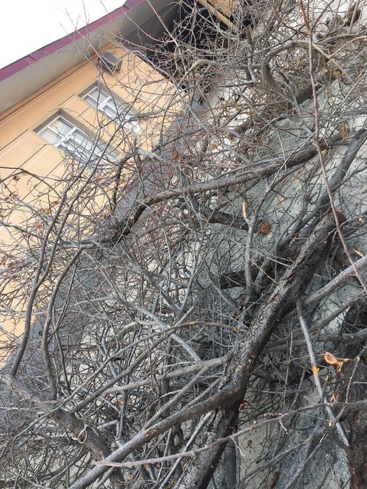 Дрова бесплатно