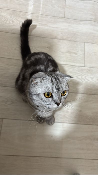 Пародистый кошка