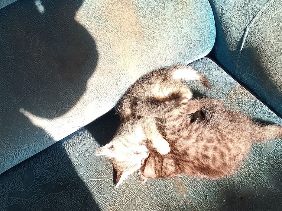 Отдам котят помесь бенгалки