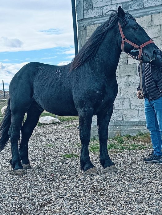 Manz semigreu negru 2 ani