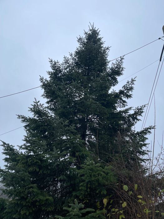 Brad natural ,13-15 metri