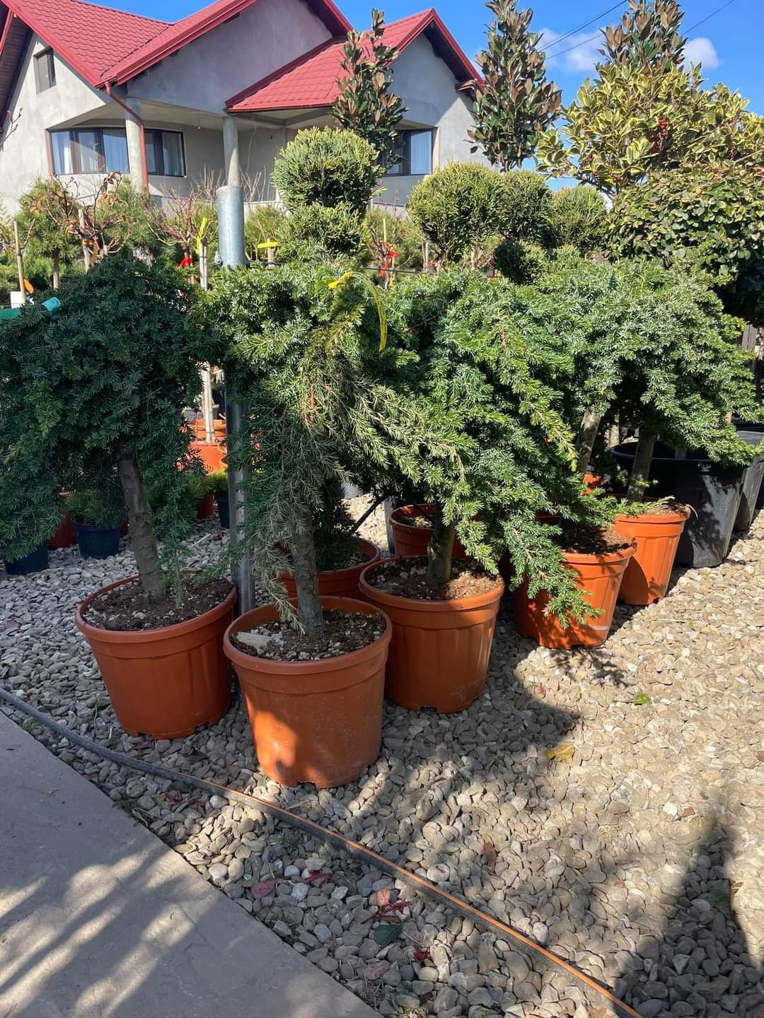 Vă oferim plante ornamentale pentru o grădină de vis