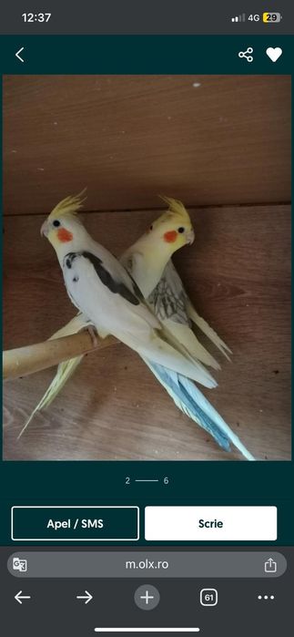 Papagali nimfe frumoase