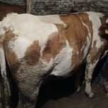 Vaca de tinut baltata