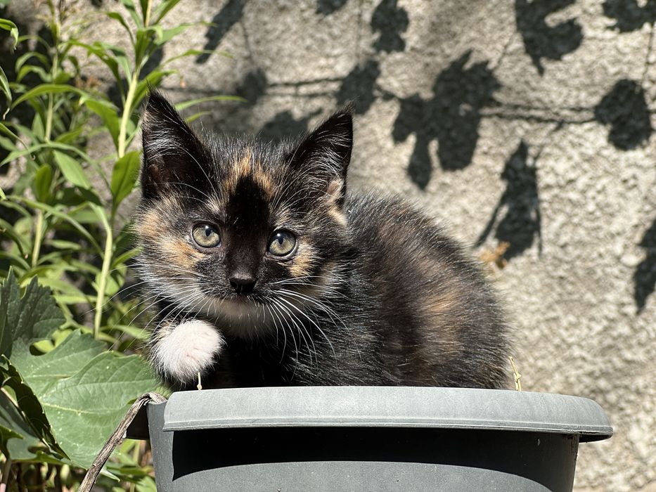 Отдам котят в хорошие руки