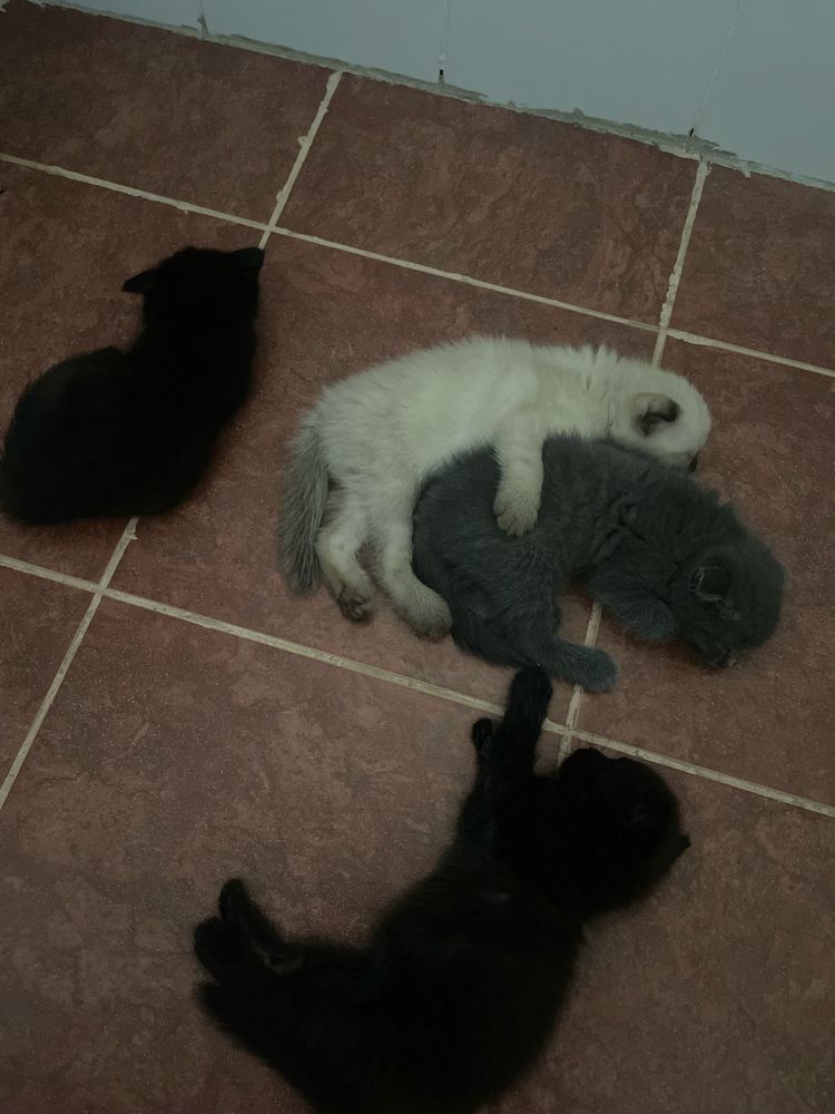 Скотиш фолд vs скотиш страйт