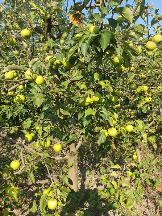 De vanzare loc de casa cu livada in sat Ghizdaru Giurgiu