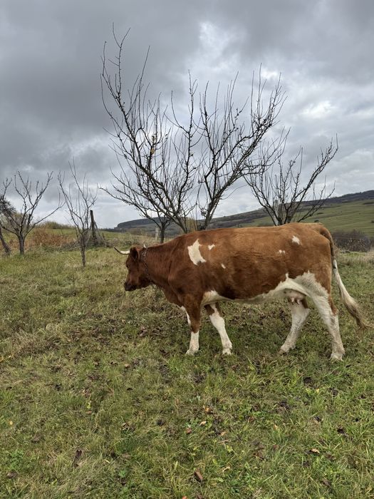 Vand Vaca si Juninca