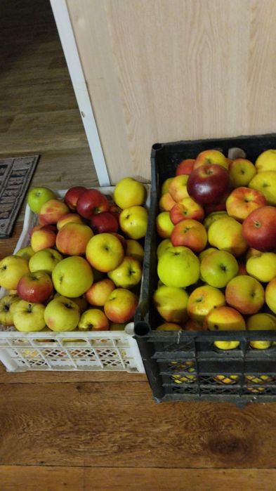 Продам яблоки местные на выбор
