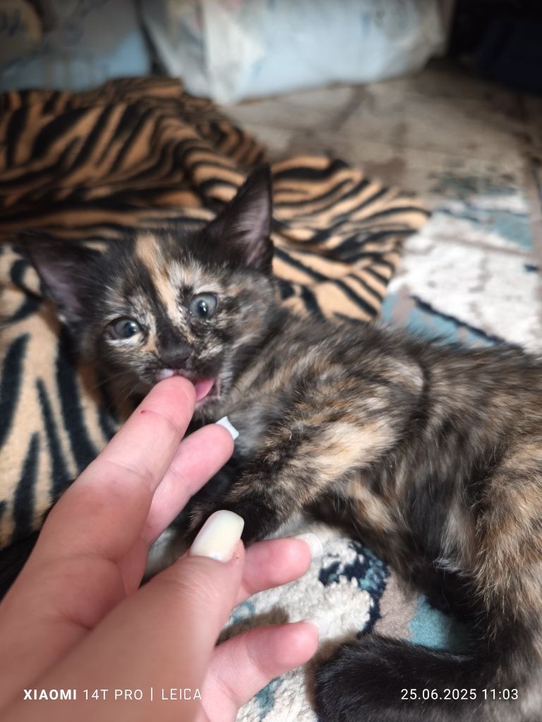 Продаем домашних котят