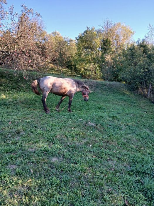Vând cal cu vârsta de 7 ani