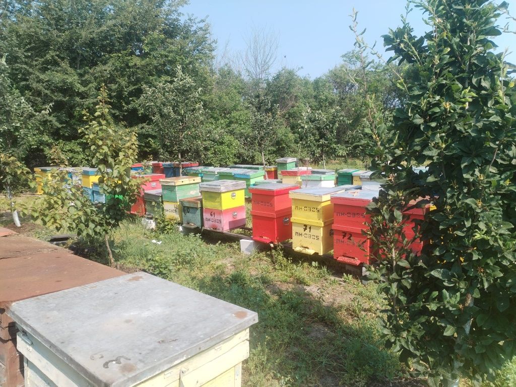 Vând stupi cu albine  și roiuri separat