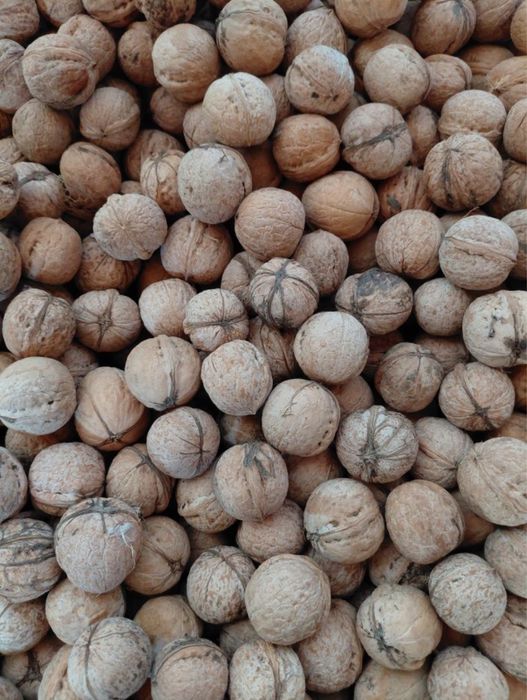 Жаңғақ сатылады 6 қап