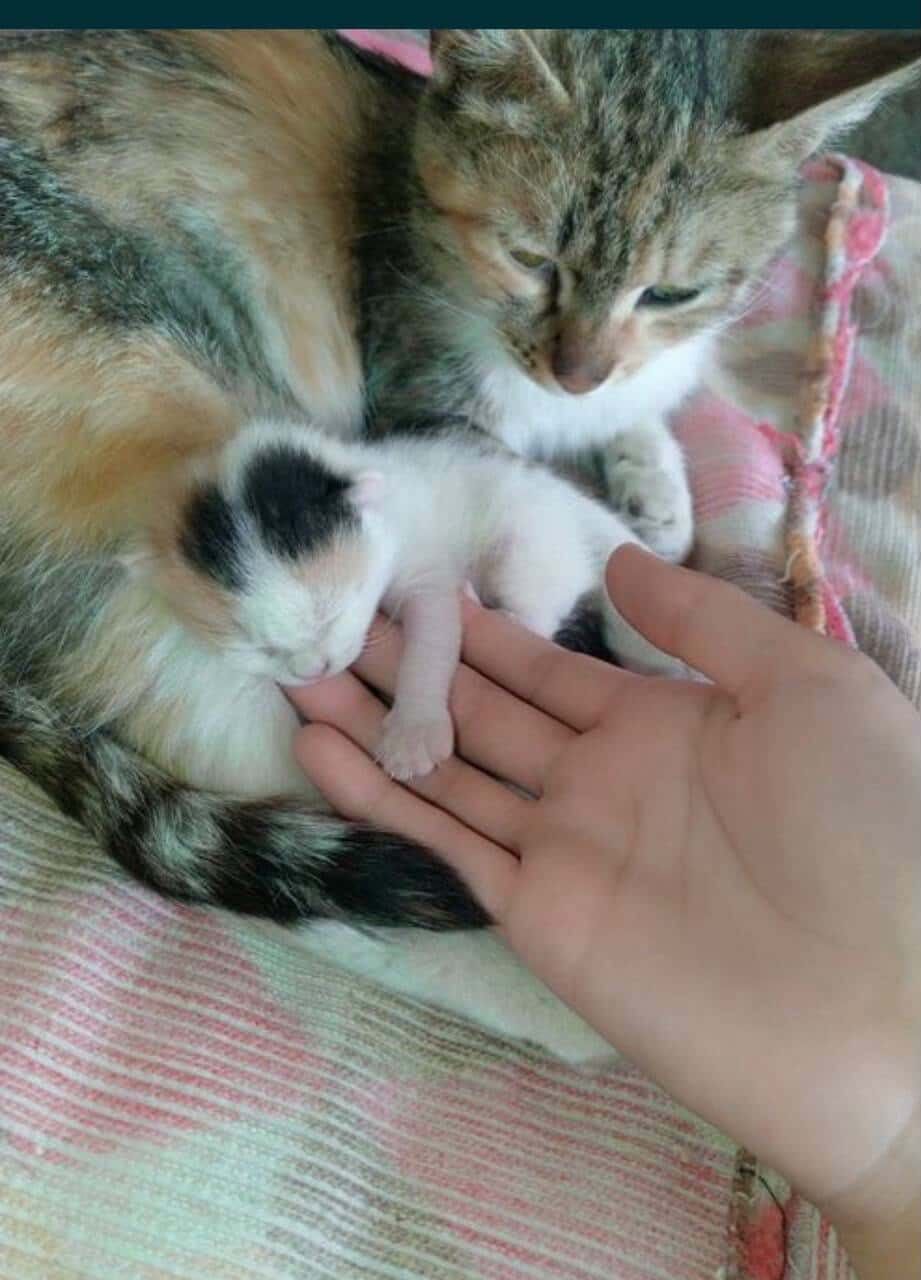 кошка британский