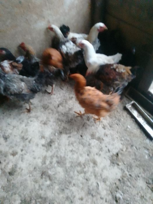 Pui de  țară de vânzare